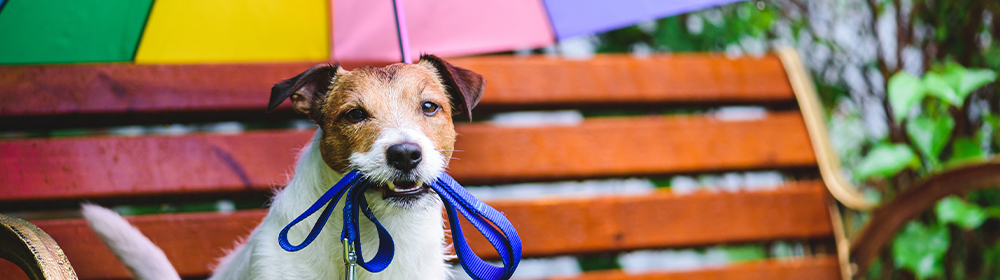 Dog Under Rainbow Umbrella